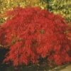 Japanse Esdoorn (Acer Palmatum 'Inabe-shidare') -DIRECTPLANT Winkel acer p. inabe shidare 2