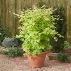 Japanse Esdoorn (Acer Palmatum 'Orange Dream') -DIRECTPLANT Winkel acer p. orange dream1