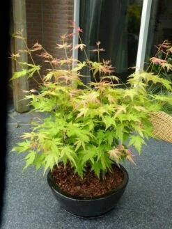 Japanse Esdoorn (Acer Palmatum 'Orange Dream') -DIRECTPLANT Winkel acer p. orange dream 2 1