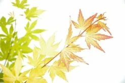 Japanse Esdoorn (Acer Palmatum 'Orange Dream') -DIRECTPLANT Winkel acer p. orange dream 3