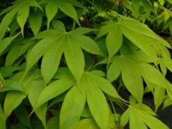 Japanse Esdoorn (Acer Palmatum 'Osakazuki') -DIRECTPLANT Winkel acer p. osakazuki 1