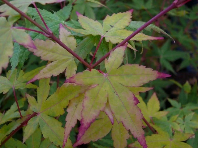 Japanse Esdoorn (Acer Palmatum 'Sangokaku') 4 Japanse Esdoorn (Acer Palmatum 'Sangokaku') - Afbeelding 2