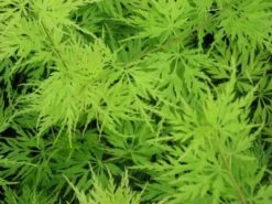 Japanse Esdoorn (Acer Palmatum 'Seiryu') -DIRECTPLANT Winkel acer p. seiryu