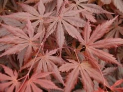 Japanse Esdoorn (Acer Palmatum 'Trompenburg') -DIRECTPLANT Winkel acer p. trompenburg 1 1