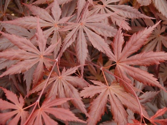 Japanse Esdoorn (Acer Palmatum 'Trompenburg') 8 Japanse Esdoorn (Acer Palmatum 'Trompenburg') - Afbeelding 6