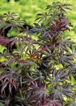 Japanse Esdoorn (Acer Palmatum 'Trompenburg') -DIRECTPLANT Winkel acer p. trompenburg 3 1