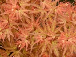 Japanse Esdoorn (Acer Palmatum 'Wilson's Pink Dwarf') -DIRECTPLANT Winkel acer p. wilsons pink dwarf 1 1