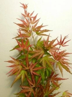 Japanse Esdoorn (Acer Palmatum 'Wilson's Pink Dwarf') -DIRECTPLANT Winkel acer p. wilsons pink dwarf 2
