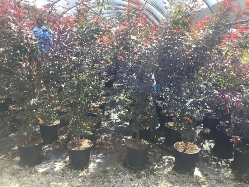 Japanse Esdoorn (Acer Palmatum 'Skeeter's Broom') 4 Japanse Esdoorn (Acer Palmatum 'Skeeter's Broom') - Afbeelding 2