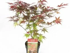 Japanse Esdoorn (Acer Palmatum 'Atropurpureum') -DIRECTPLANT Winkel acer palm. atropurpeum c3 1