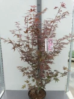 Japanse Esdoorn (Acer Palmatum 'Atropurpureum') 20 Japanse Esdoorn (Acer Palmatum 'Atropurpureum') -DIRECTPLANT Winkel acer palm. atropurpureum c10