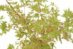 Japanse Esdoorn (Acer Palmatum 'Beni-shichi-henge') -DIRECTPLANT Winkel acer palm. beni shichi henge