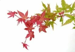 Japanse Esdoorn (Acer Palmatum 'Beni-maiko') -DIRECTPLANT Winkel acer palm. beni maiko zoom 1