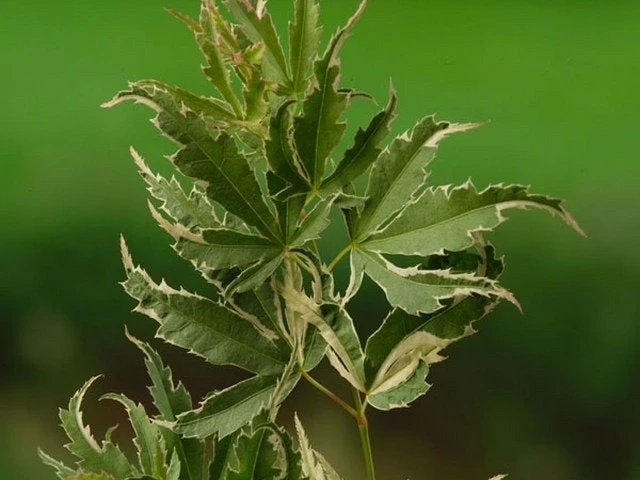 Japanse Esdoorn (Acer Palmatum 'Butterfly') 8 Japanse Esdoorn (Acer Palmatum 'Butterfly') - Afbeelding 6