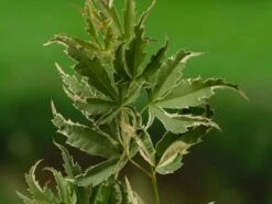 Japanse Esdoorn (Acer Palmatum 'Butterfly') -DIRECTPLANT Winkel acer palm. butterfly 1