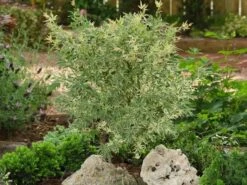 Japanse Esdoorn (Acer Palmatum 'Butterfly') -DIRECTPLANT Winkel acer palm. butterfly 2