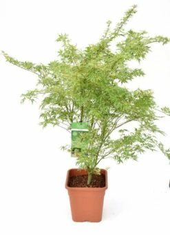 Japanse Esdoorn (Acer Palmatum 'Butterfly') -DIRECTPLANT Winkel acer palm. butterfly c14 3