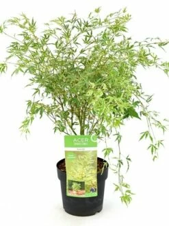 Japanse Esdoorn (Acer Palmatum 'Butterfly') -DIRECTPLANT Winkel acer palm. butterfly c3