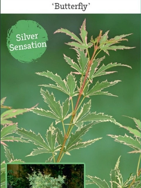 Japanse Esdoorn (Acer Palmatum 'Butterfly') 9 Japanse Esdoorn (Acer Palmatum 'Butterfly') - Afbeelding 7