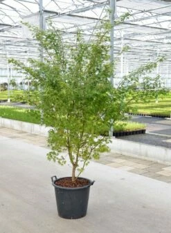 Japanse Esdoorn (Acer Palmatum) -DIRECTPLANT Winkel acer palm. c50