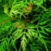 Japanse Esdoorn (Acer Palmatum 'Emerald Lace') -DIRECTPLANT Winkel acer palm. emerald lace 1