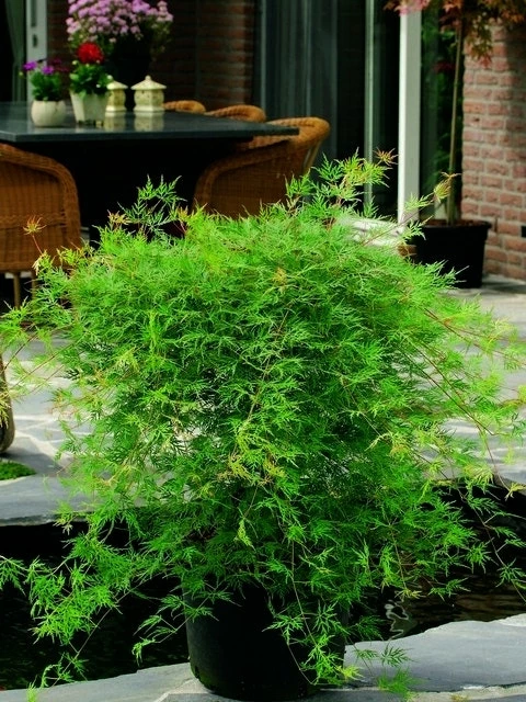 Japanse Esdoorn (Acer Palmatum 'Emerald Lace') 5 Japanse Esdoorn (Acer Palmatum 'Emerald Lace') - Afbeelding 3