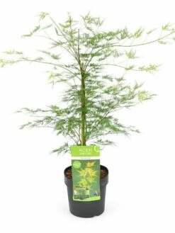 Japanse Esdoorn (Acer Palmatum 'Emerald Lace') 9 Japanse Esdoorn (Acer Palmatum 'Emerald Lace') -DIRECTPLANT Winkel acer palm. emerald lace c3