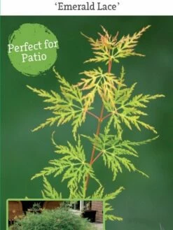 Japanse Esdoorn (Acer Palmatum 'Emerald Lace') 7 Japanse Esdoorn (Acer Palmatum 'Emerald Lace') -DIRECTPLANT Winkel acer palm. emerald lace c3 3