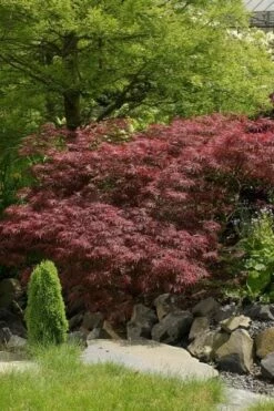 Japanse Esdoorn (Acer Palmatum 'Garnet')
