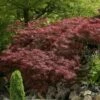 Japanse Esdoorn (Acer Palmatum 'Garnet') -DIRECTPLANT Winkel acer palm. garnet 71