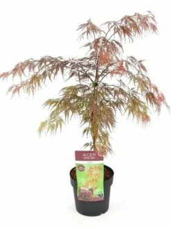Japanse Esdoorn (Acer Palmatum 'Garnet') -DIRECTPLANT Winkel acer palm. garnet c3 1