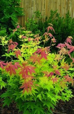 Japanse Esdoorn (Acer Palmatum 'Orange Dream') -DIRECTPLANT Winkel acer palm. orange dream