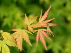 Japanse Esdoorn (Acer Palmatum 'Orange Dream') -DIRECTPLANT Winkel acer palm. orange dream 1