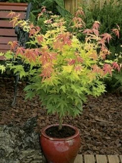 Japanse Esdoorn (Acer Palmatum 'Orange Dream') -DIRECTPLANT Winkel acer palm. orange dream 2 1