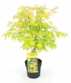 Japanse Esdoorn (Acer Palmatum 'Orange Dream') -DIRECTPLANT Winkel acer palm. orange dream c3 1