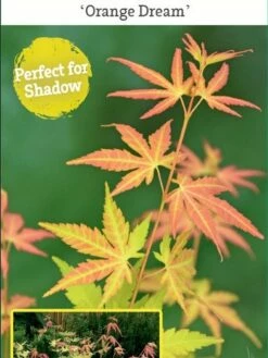 Japanse Esdoorn (Acer Palmatum 'Orange Dream') -DIRECTPLANT Winkel acer palm. orange dream c3 1