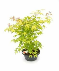 Japanse Esdoorn (Acer Palmatum 'Orange Dream') -DIRECTPLANT Winkel acer palm. orange dream p23 patio