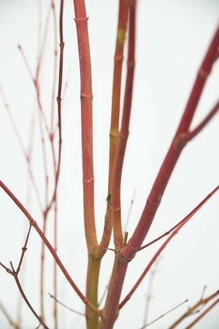 Japanse Esdoorn (Acer Palmatum 'Sangokaku') 14 Japanse Esdoorn (Acer Palmatum 'Sangokaku') - Afbeelding 12