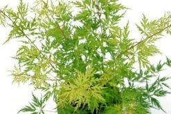 Japanse Esdoorn (Acer Palmatum 'Seiryu') -DIRECTPLANT Winkel acer palm. seiryu 1