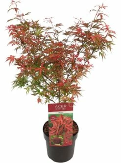 Japanse Esdoorn (Acer Palmatum 'Shaina') -DIRECTPLANT Winkel acer palm. shaina c3