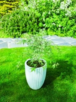 Japanse Esdoorn (Acer Palmatum 'Ukigumo') 13 Japanse Esdoorn (Acer Palmatum 'Ukigumo') -DIRECTPLANT Winkel acer palm. ukigumo 1