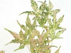 Japanse Esdoorn (Acer Palmatum 'Ukigumo') 11 Japanse Esdoorn (Acer Palmatum 'Ukigumo') -DIRECTPLANT Winkel acer palm. ukigumo 1 1