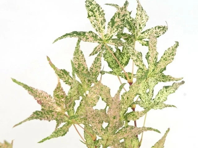 Japanse Esdoorn (Acer Palmatum 'Ukigumo') 6 Japanse Esdoorn (Acer Palmatum 'Ukigumo') - Afbeelding 4