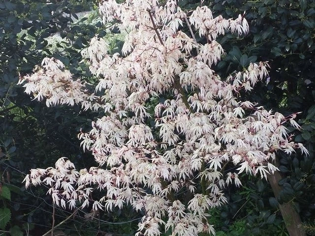 Japanse Esdoorn (Acer Palmatum 'Ukigumo') 7 Japanse Esdoorn (Acer Palmatum 'Ukigumo') - Afbeelding 5