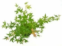 Japanse Esdoorn (Acer Palmatum 'Wilson's Pink Dwarf') -DIRECTPLANT Winkel acer palm. wilson pink dwarf c3 3 1