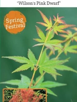 Japanse Esdoorn (Acer Palmatum 'Wilson's Pink Dwarf') -DIRECTPLANT Winkel acer palm. wilson s pink dwarf c3 1