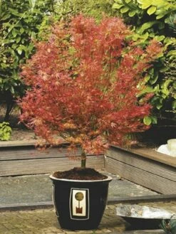 Japanse Esdoorn (Acer Palmatum 'Wilson's Pink Dwarf') -DIRECTPLANT Winkel acer palm. wilson s pink dwarf c3 2
