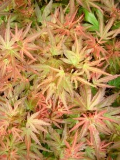Japanse Esdoorn (Acer Palmatum 'Wilson's Pink Dwarf') -DIRECTPLANT Winkel acer palm. wilson s pink dwarf c3 3