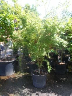 Japanse Esdoorn (Acer Palmatum) -DIRECTPLANT Winkel acer palmatum 175 200 c70