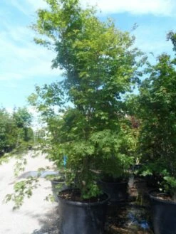 Japanse Esdoorn (Acer Palmatum) -DIRECTPLANT Winkel acer palmatum 250 300 c500